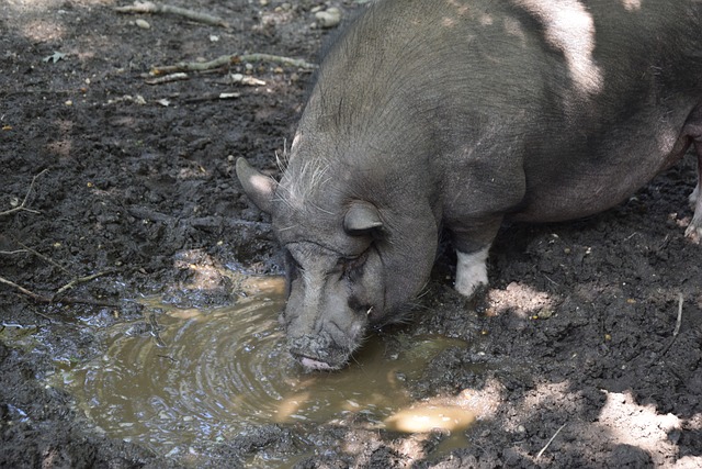 在比赛初期 在比赛初期